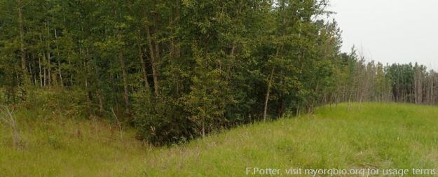 Eastern border of Battle Lake South NA, 2023-08-23 (F.Potter).