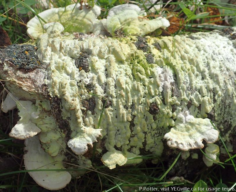 Breaking down a fallen tree, North Cooking Lake NA, P.Potter Sept 23, 2023.