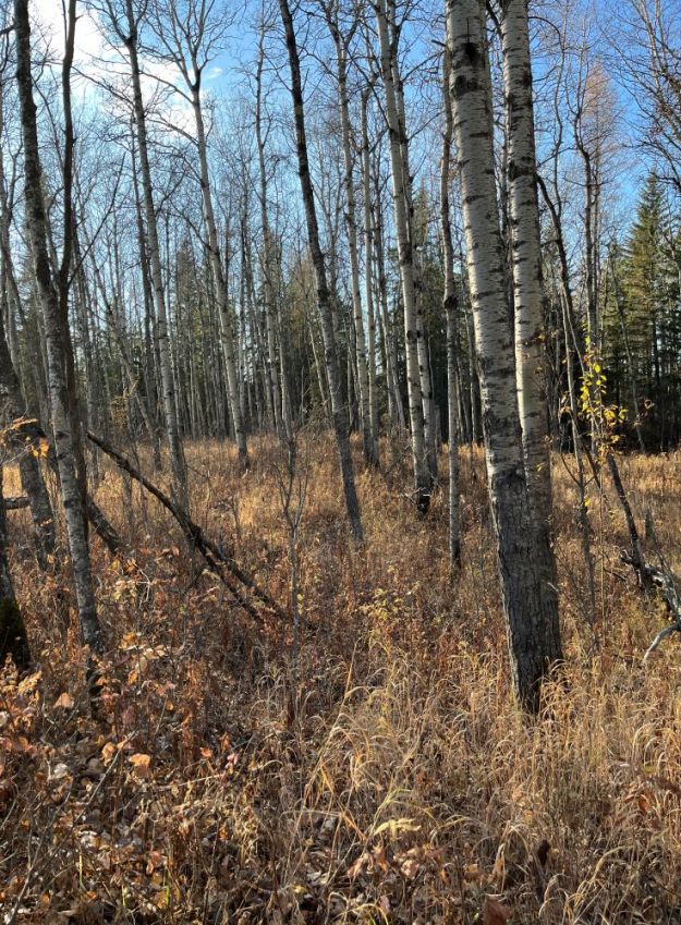 Tawatinaw NA aspen woods 2023-10-13 PCotterill