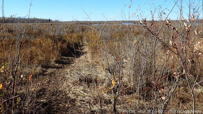 A well worn beaver trail from the forest area to the lake; P. Potter Wanisan Lk NA 2023-10-08.
