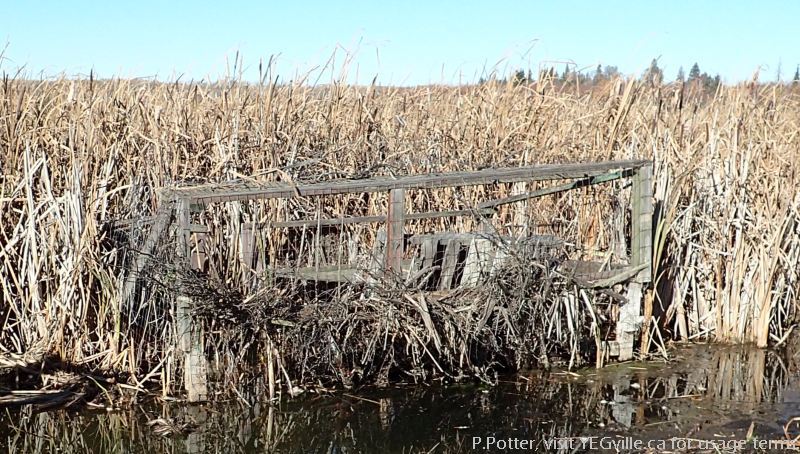 Second duck blind structure on the lake; P. Potter Wanisan Lk NA 2023-10-08.