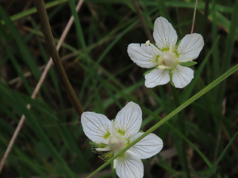 Welch Creek NA_Grass of Parnassus_2023-08-09_HTaube