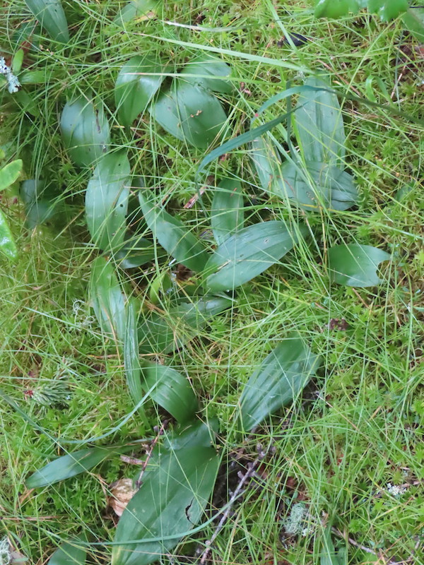 Welch Creek NA_ Forest Floor with Three-Leaved Solomon's Seal_ 2023-08-09_HTaube