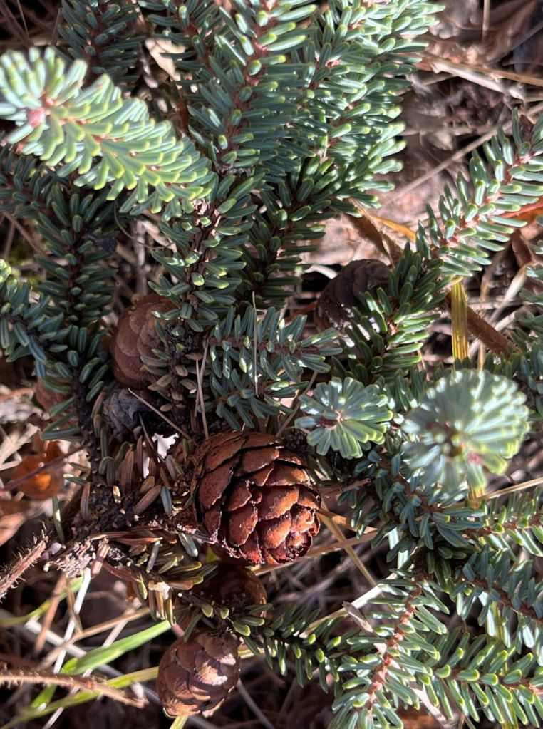 WagnerNA_black spruce twig with cones_2023-10-20_PCotterill