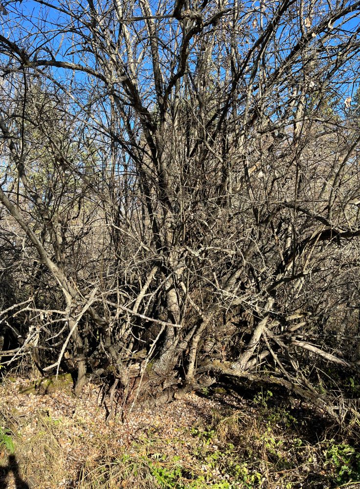 WagnerNA_decadent willow along Marl Pond Trail_2023-10-20_PCotterill