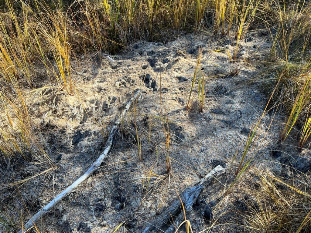 WagnerNA_dried marl pond showing bleached stonewort alga, in open fen along the Marl Pond Trail_2023-10-20_PCotterill