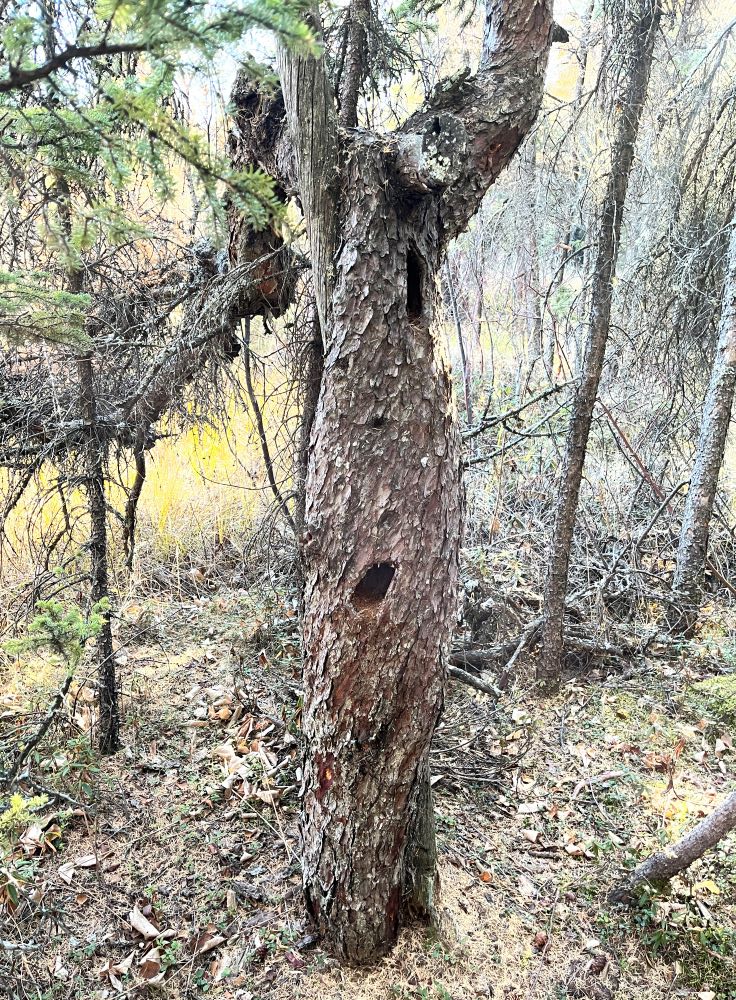 WagnerNA_old tamarack tree on Marl Pond Trail_2023-10-20_PCotterill