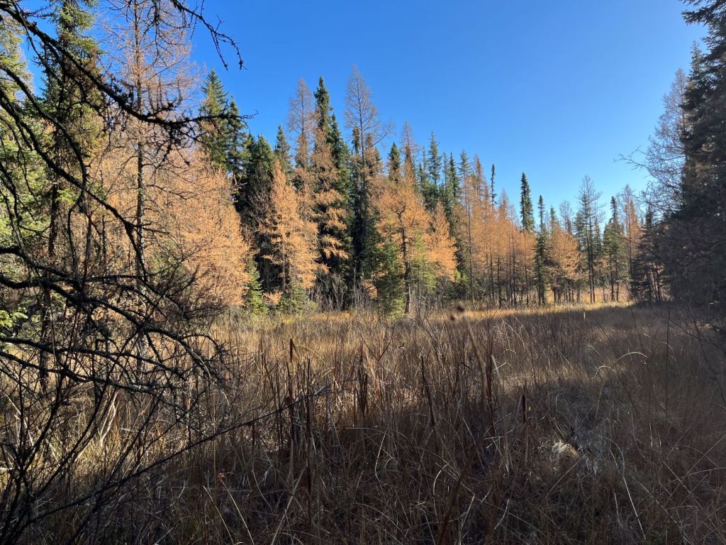 WagnerNA_open and treed fens along Marl Pond Trail showing tamarack trees (yellow) prior to leaf fall _2023-10-20_PCotterill