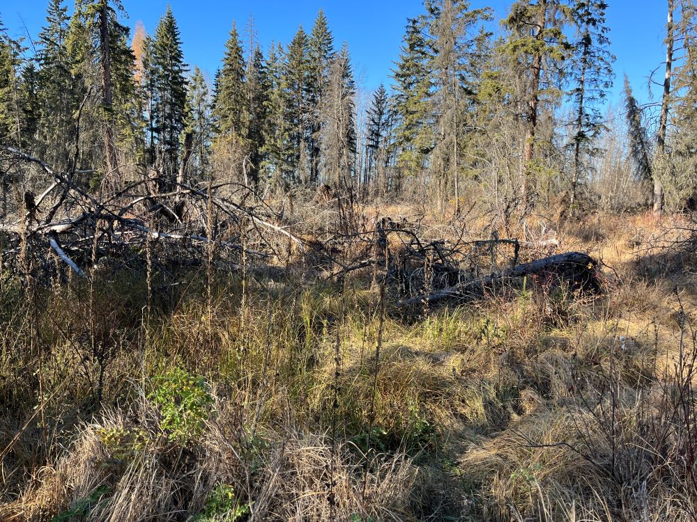 WagnerNA_opening caused by blowdown along Marl Pond Trail_2023-10-20_PCotterill