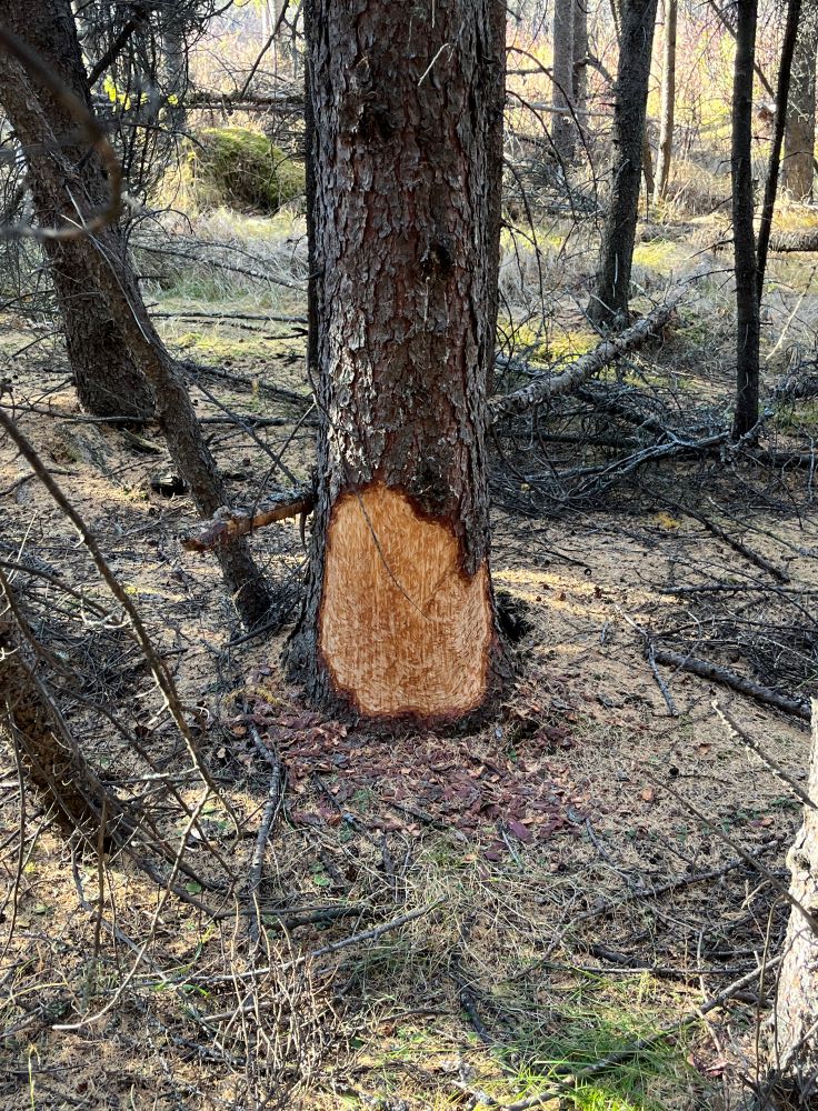 WagnerNA_porcupine damage to tamarack_20223-10-20_PCotterill