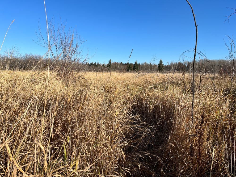 WagnerNA_non-native reed canarygrass wetland replacing a former wetland with a beaver dam and willow shrubbery_2023-10-20_PCotterill