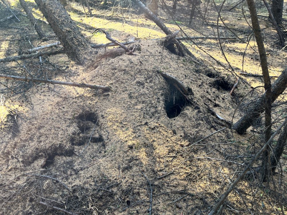 WagnerNA_squirrel midden in black spruce forest covered by tamarack needles_2023-10-20_PCotterill