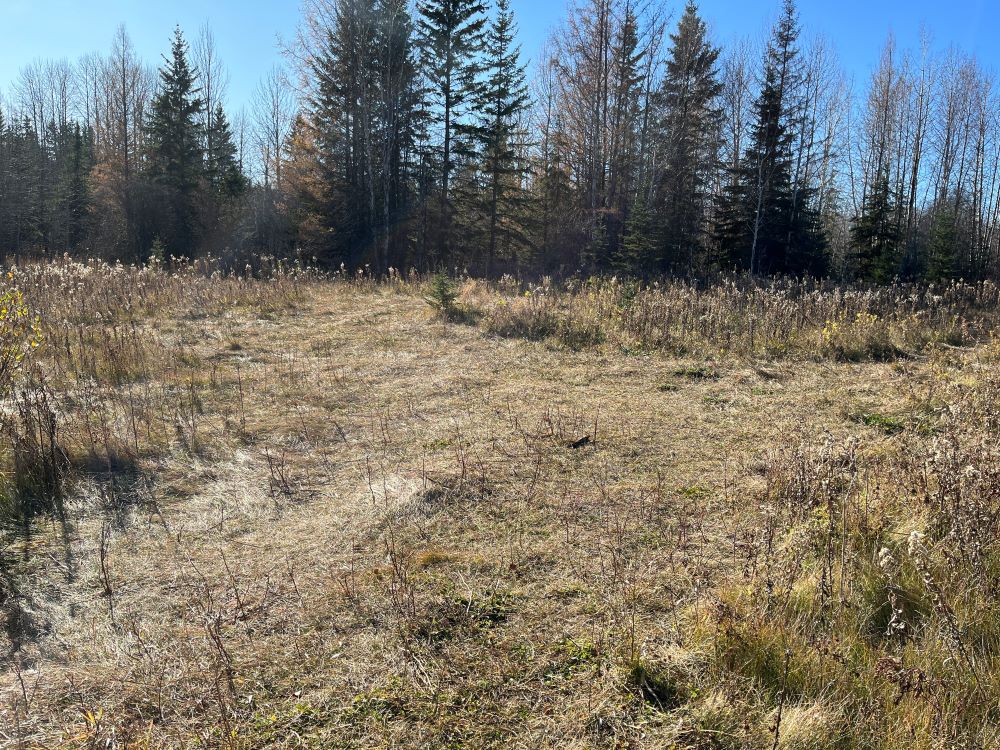 WagnerNA _Succession Field_Area showing trampled vegetation, probably due to human use_2023-10-20_PCotterill