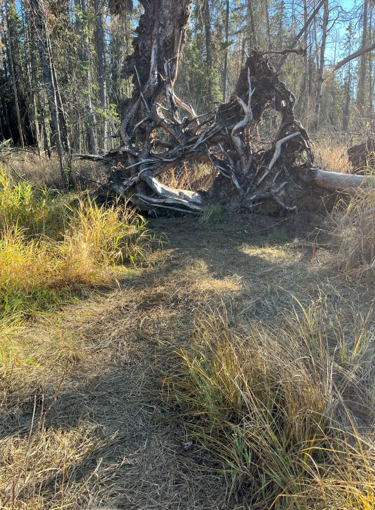 WagnerNA_tree root sculpture; the trampled path is probably due to people taking photographs with the tree as background_2023-10-20_PCotterill