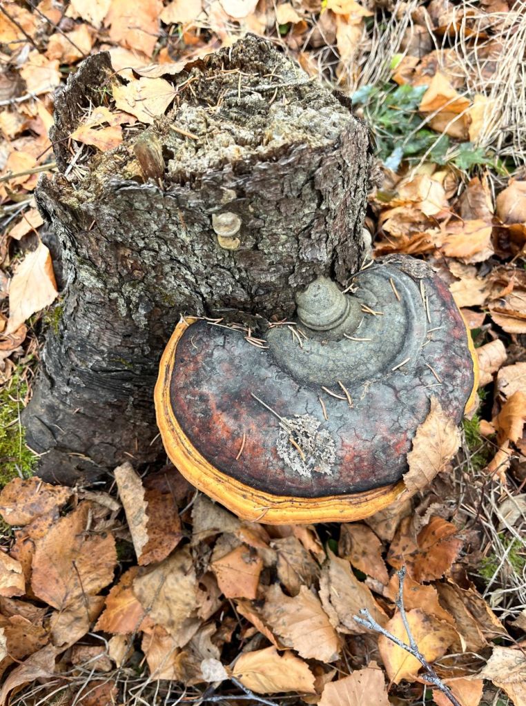 Artist's bracket fungus (Ganoderma applanatum) on white spruce stump.