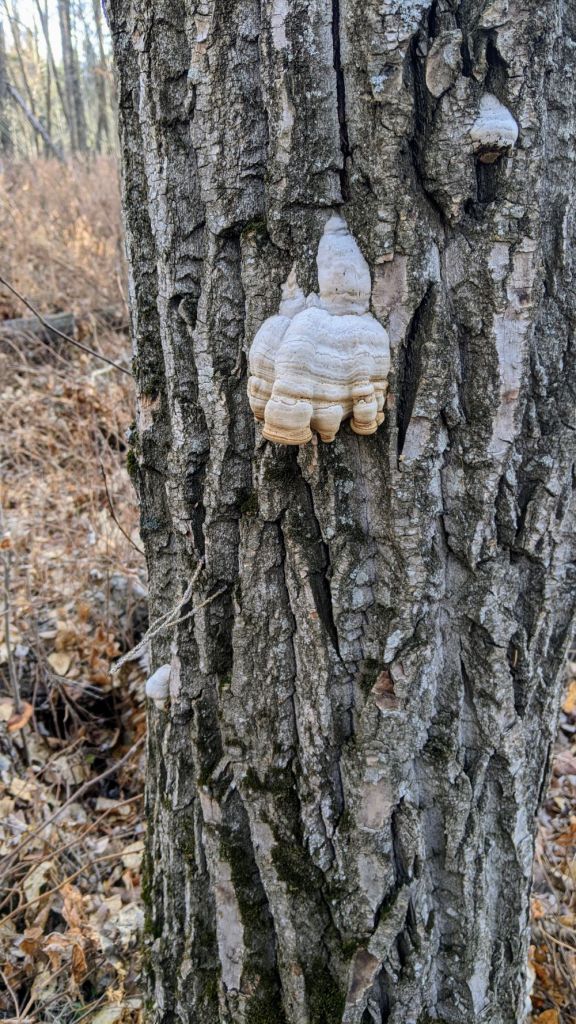 Probably horse's hoof conk (Fomes fomentarius) on balsam poplar trunk, south Cabin Trail area.