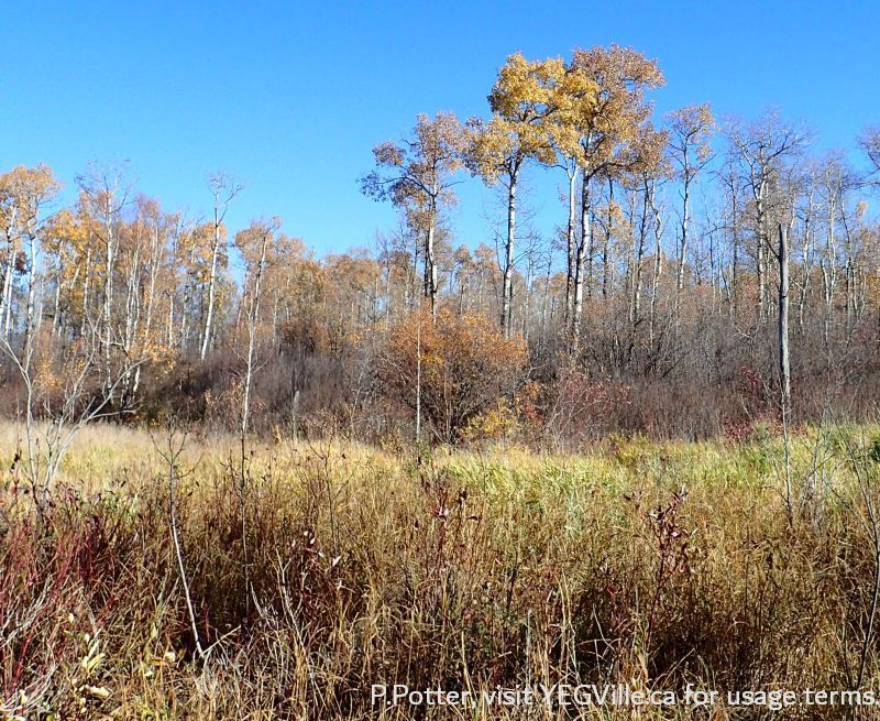 Vibrant autumn colours, Parkland Natural Area, October 8, 2023, P. Potter.