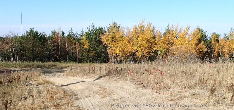 Sandy soil and fall colours, P. Potter Nestow NA, 2023-10-08.