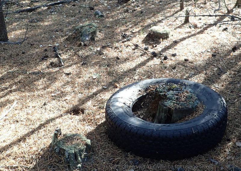 Example of dumping, northeast quadrant of the Nestow NA., P. Potter, 2023-10-01.