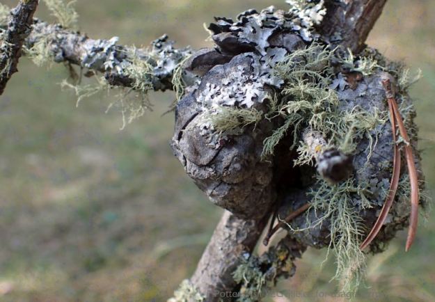 Cones and lichen, Nestow NA., P. Potter, 2023-10-08.