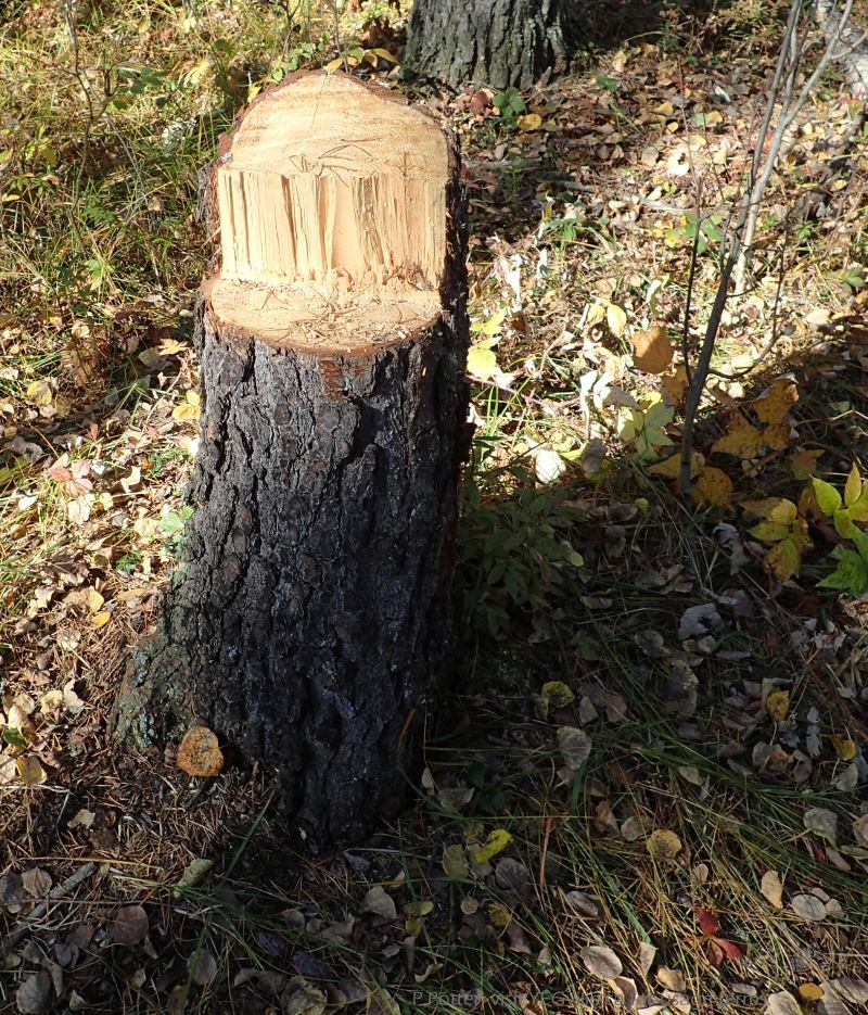Tree cutting, location 1, Nestow NA., P. Potter, 2023-10-08.