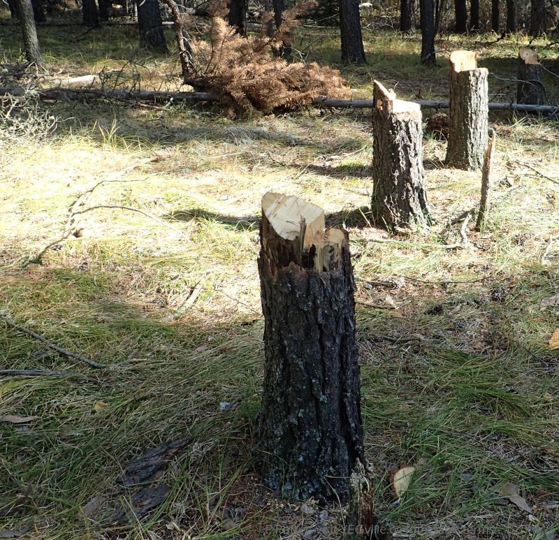Tree cutting, location 2, Nestow NA., P. Potter, 2023-10-08.