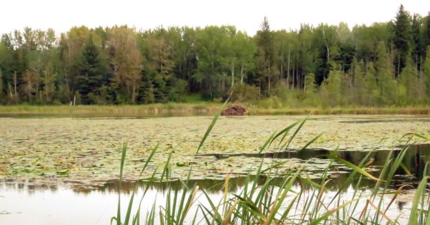 Halfmoon Lake showing rafts of yellow pond-lily (Nuphar variegata). The shores of this lake contain a population of sweet flag or rat root (Acorus americanus), extremely important in Indigenous culture; ca 2016, P. Cotterill.
