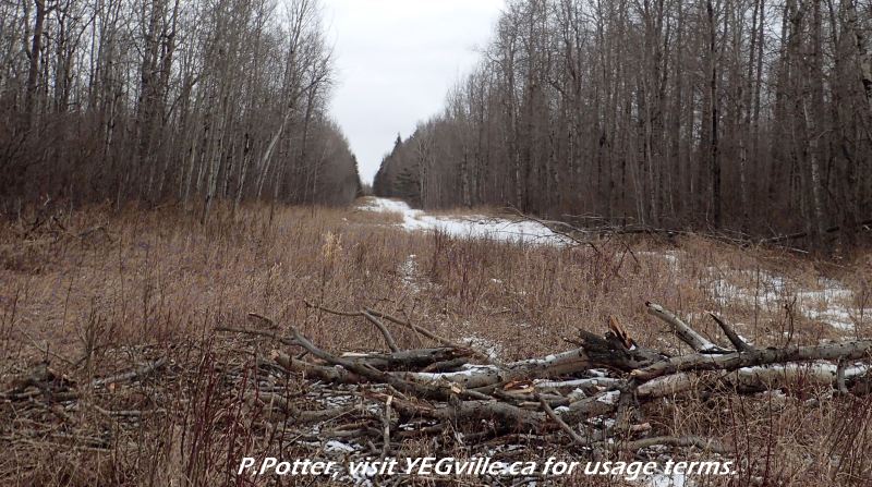 Looking southeast along the utility corridor, Crippsdale Natural Area, 2024-03-29, P. Potter.
