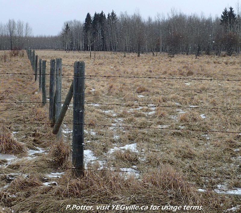 Looking east at the Northwest corner of Redwater River Natural Area, 2024-03-29, P. Potter.