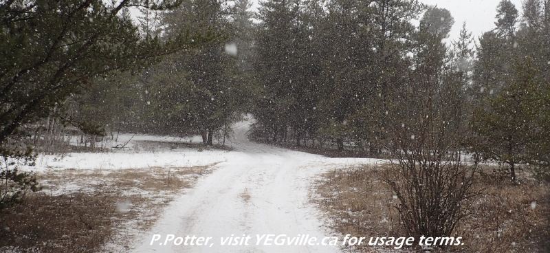 Crisscrossing ATV tracks found throughout Redwater River Natural Area, 2024-03-29, P. Potter.