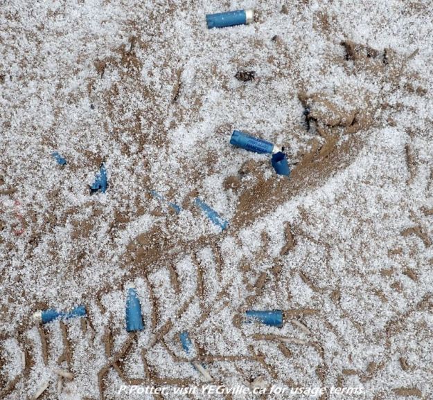 A few of the many hundred (thousand?) shell casings in an impromptu shooting range, Redwater River Natural Area, 2024-03-29, P. Potter.