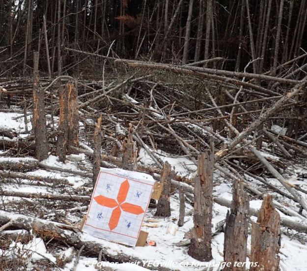 Trees 'shot down' in impromptu shooting range, Redwater River Natural Area, 2024-03-29, P. Potter.