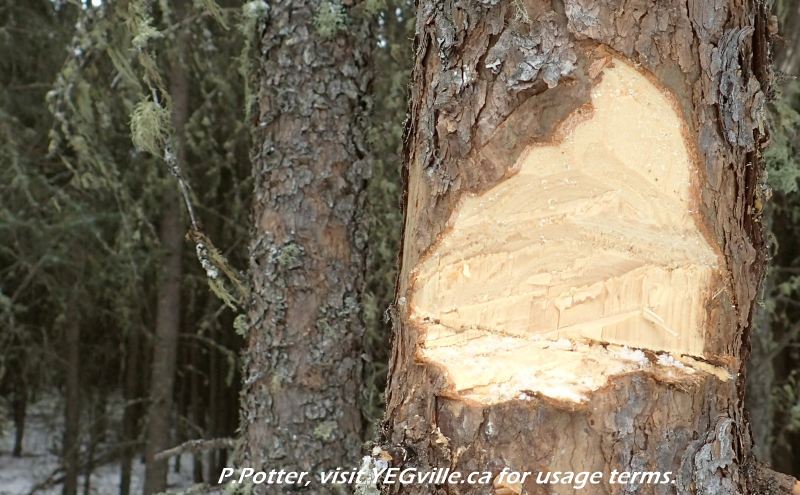 A failed attempt to use an axe, Redwater River Natural Area, 2024-03-29, P. Potter.