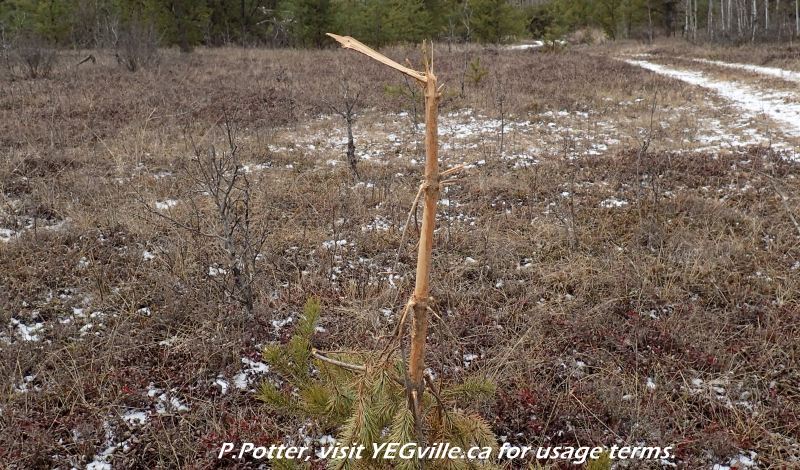 Bark stripped tree, likely a tasty snack, Redwater River Natural Area, 2024-03-29, P. Potter.