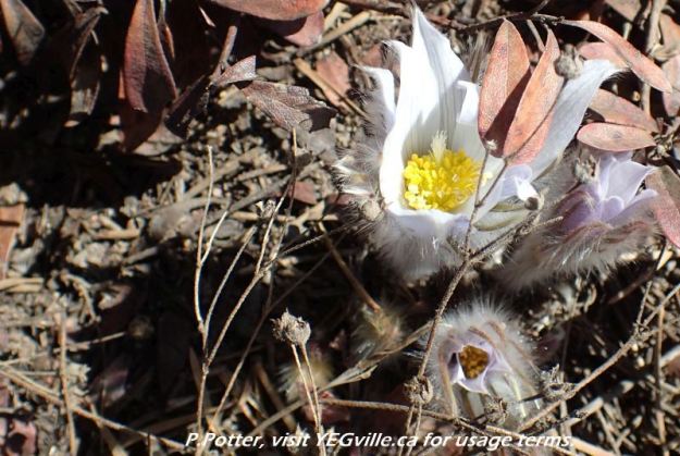 Prairie Crocus emerging in the sandy soil of Redwater River Natural Area, 2024-04-14, P. Potter.