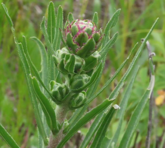 NW of Bruderheim NA, Meadow Blazingstar, Liatris ligulistylis, 2024-06-26_HTaube