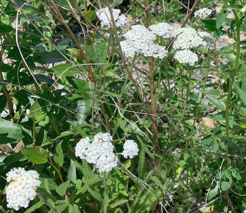 Yarrow, Sheep Creek NA, 2024-06-24, K. Reeves