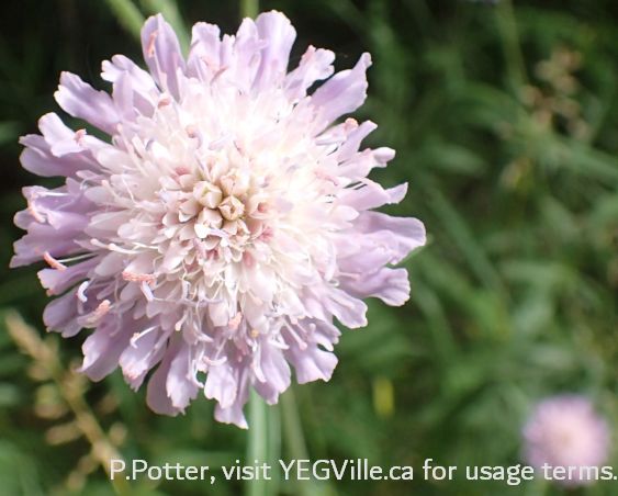 Field Scabious in River Lot 56 SAPAA Field Trip. P. Potter.