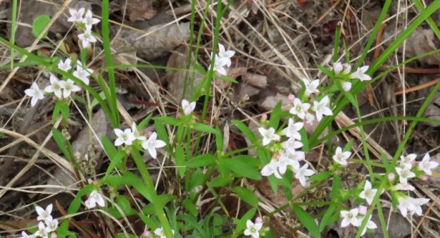NW of Bruderheim NA, Longleaf Bluets, Houstonia longifolia, 2024-06-26_HTaube