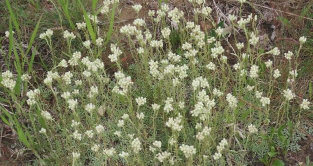 NW of Bruderheim NA, Small-leaf Pussytoes, Antennaria parvifolia, 2024-06-26_HTaube