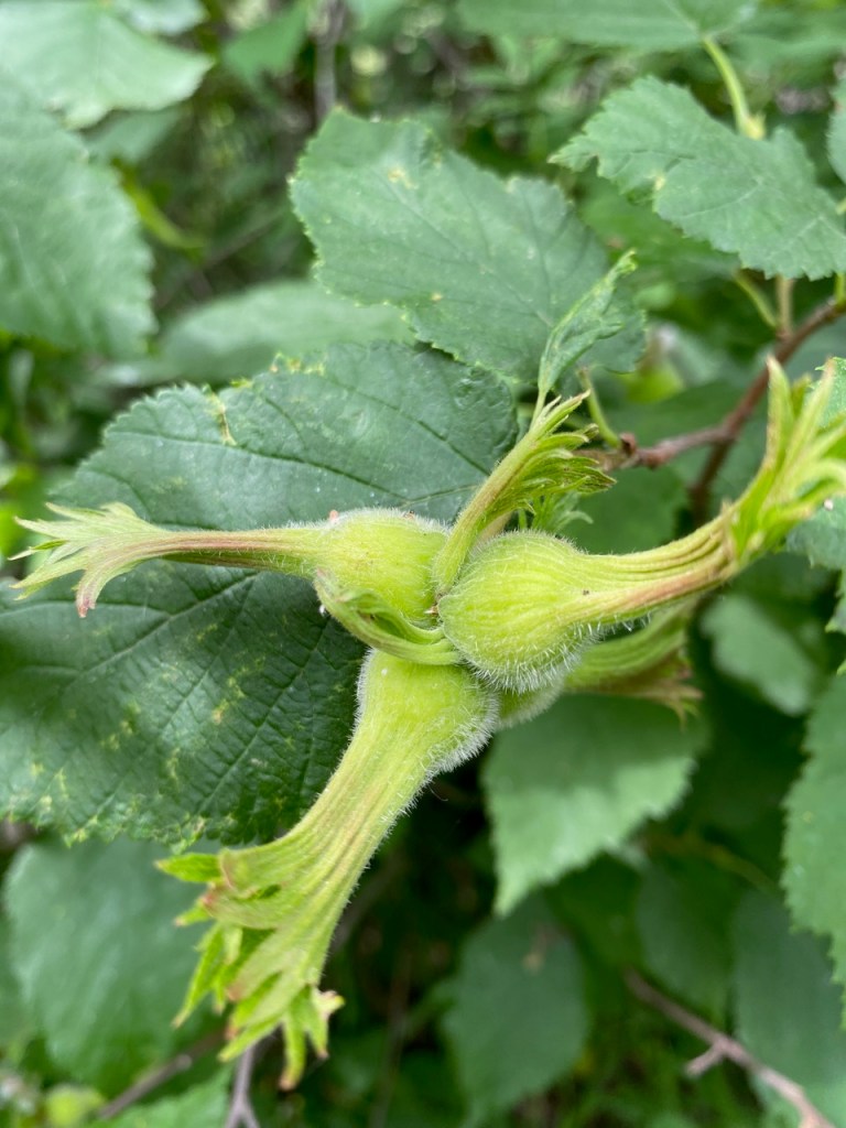 Beaked Hazel nut, Riverlot 56, 2024-07-13, C. Lipski