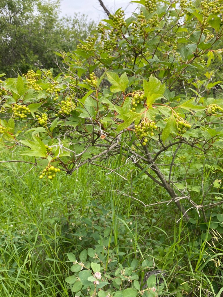 High bush Cranberry, Riverlot 56, 2024-07-13, C. Lipski