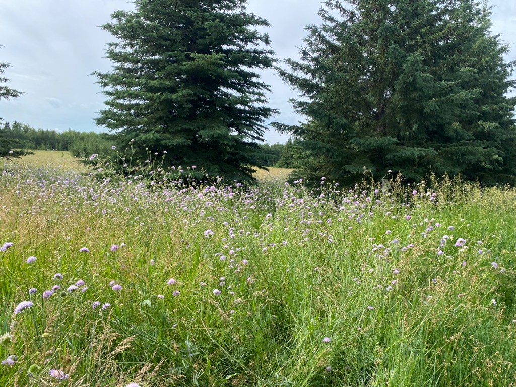 Field Scabious, an invasive species, taking over, Riverlot 56, 2024-07-13, C. Lipski