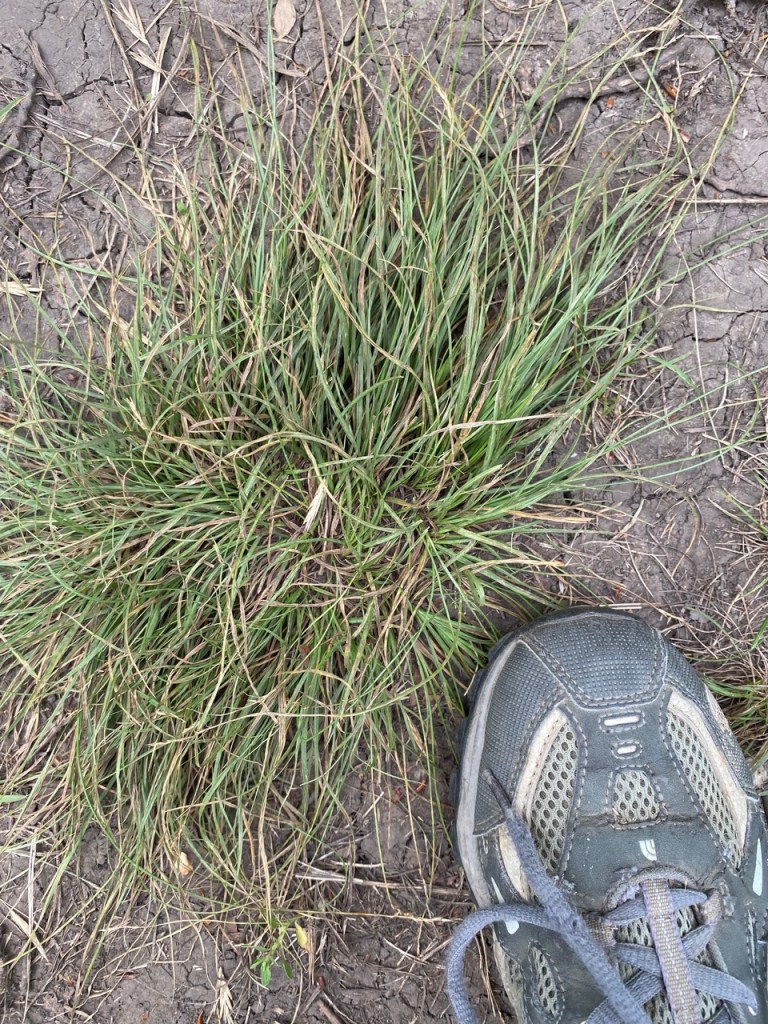 Special Grass, Riverlot 56, 2024-07-13, C. Lipski