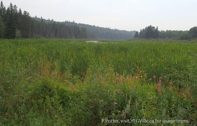 Parlby Creek looking west and part of the Chain Lakes which includes Magee Lake, 2024-08-14, Magee Lake NA, P. Potter.
