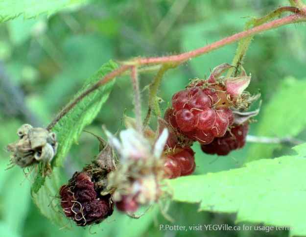 Late fruit of Red Baneberry (Actaea rubra), 2024-08-14, Magee Lake NA, P. Potter.