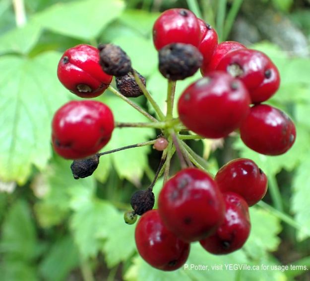 Berries almost at the end of the season, 2024-08-14, Magee Lake NA, P. Potter.