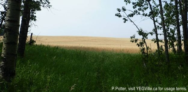 Looking roughly east from the NW corner of the NA, 2024-08-14, Magee Lake NA, P. Potter.