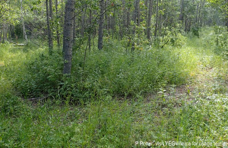 Turn of the ATV track, 2024-08-14, Magee Lake NA, P. Potter.