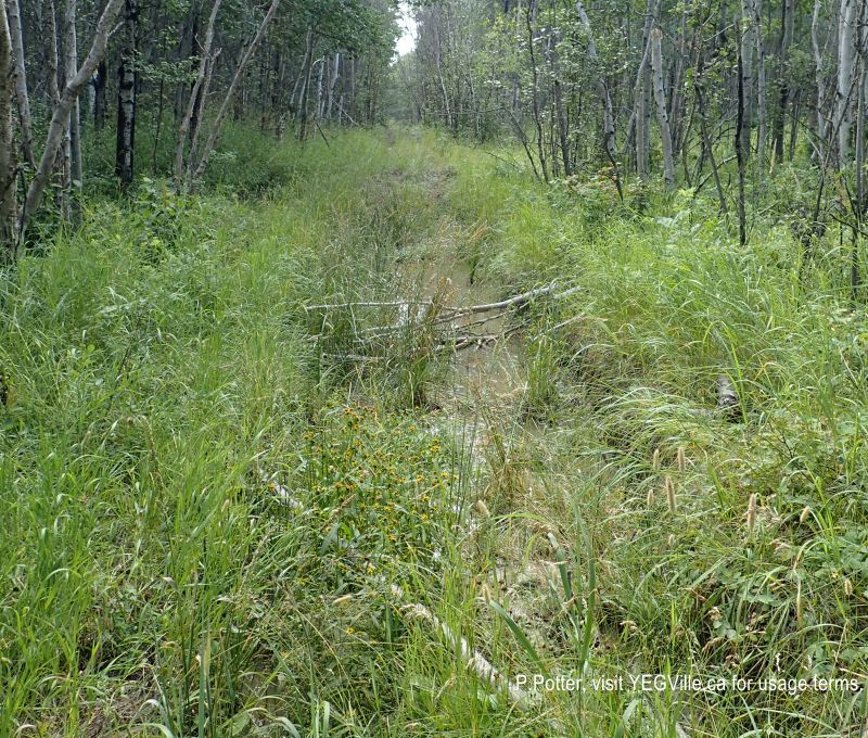 ATV track cutting channels in a wet section of the trail, 2024-08-14, Magee Lake NA, P. Potter.